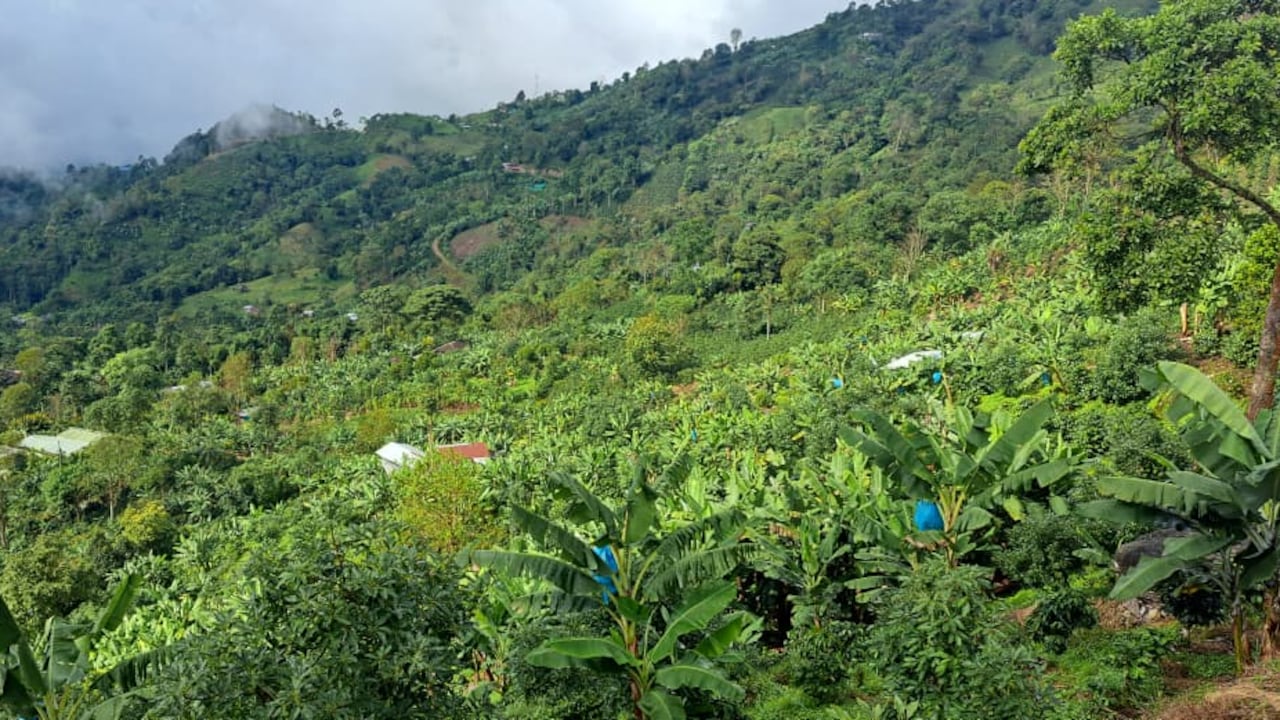 Las prácticas del cultivo agroecológico son más sostenibles y amigables con el medioambiente.