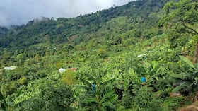 Cultivo agroecológico