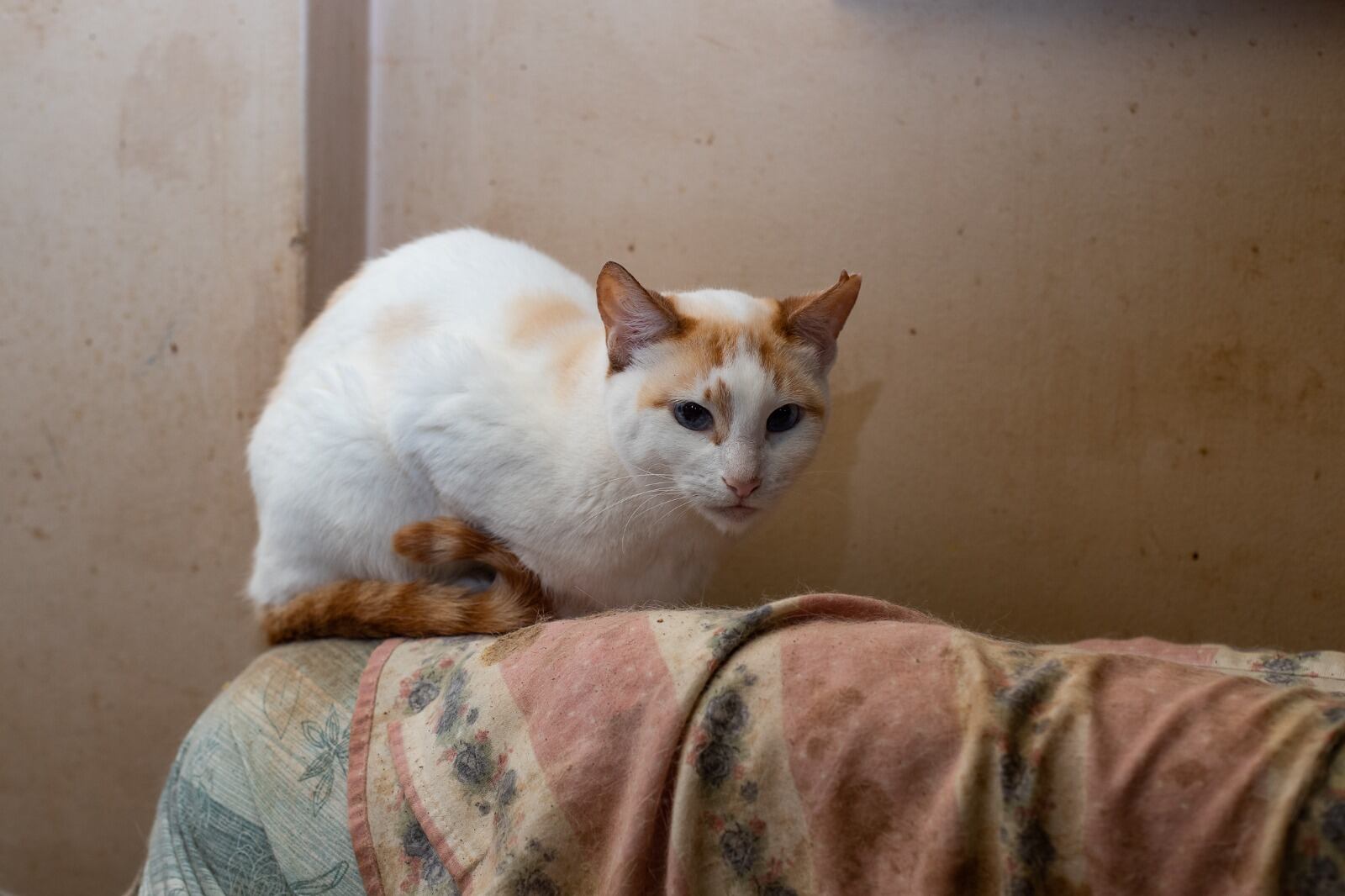 Los gatos se encuentran en condiciones óptimas de salud para ser adoptados