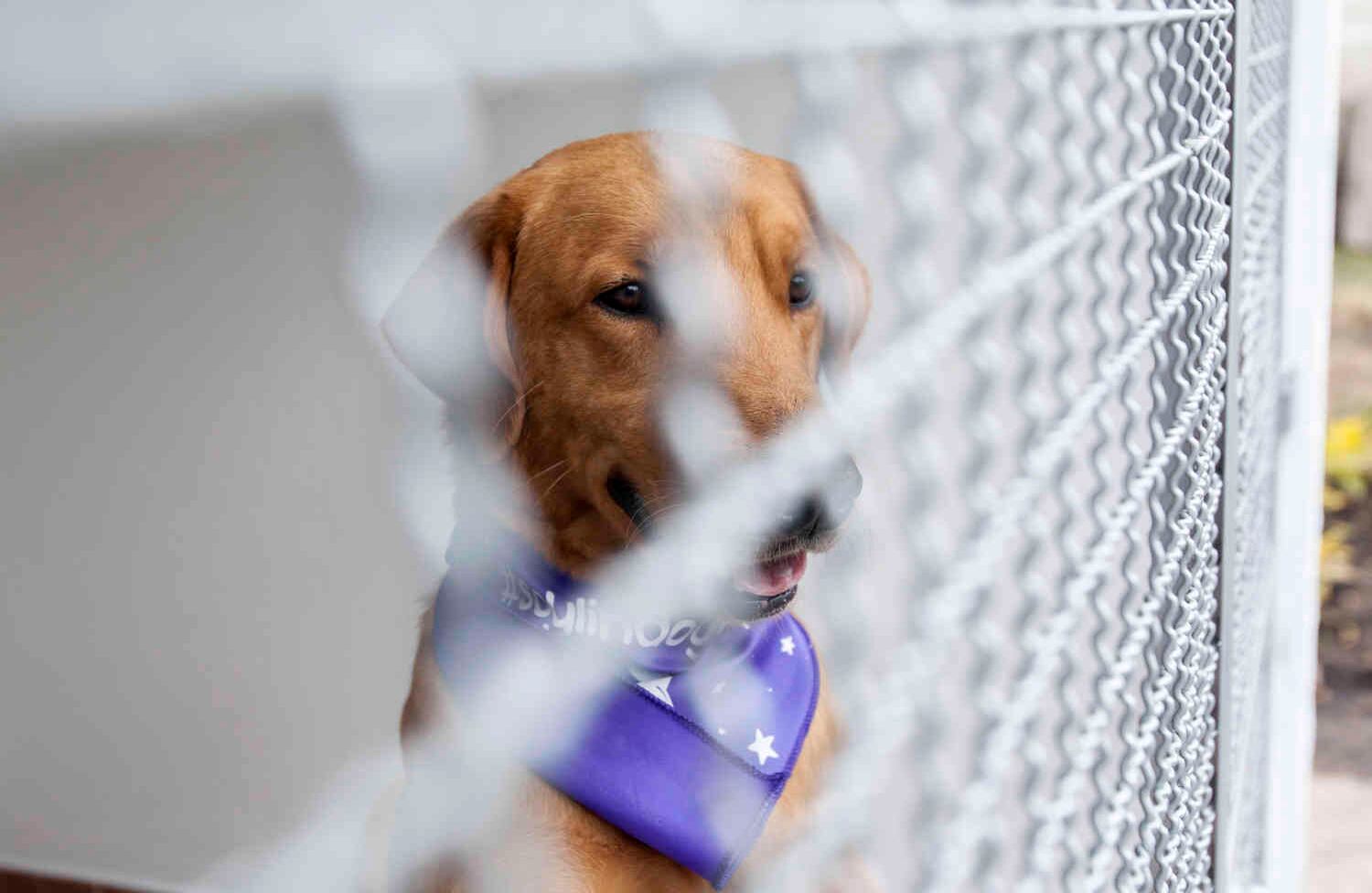 Segundas Oportunidades para internas y perros adptados en la cárcel el Buen Pastor. Foto: Diana Rey Melo