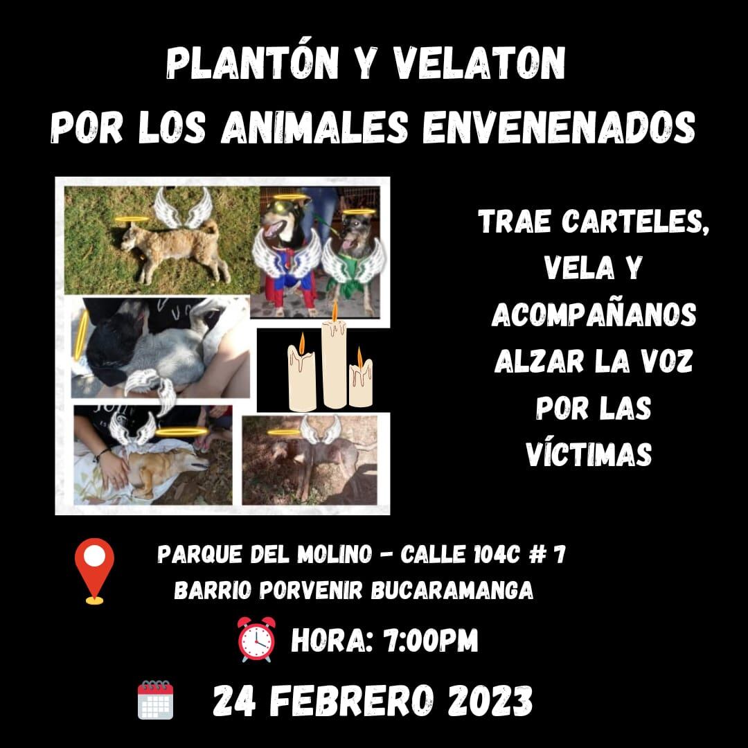 El velatón es una iniciativa de la comunidad.