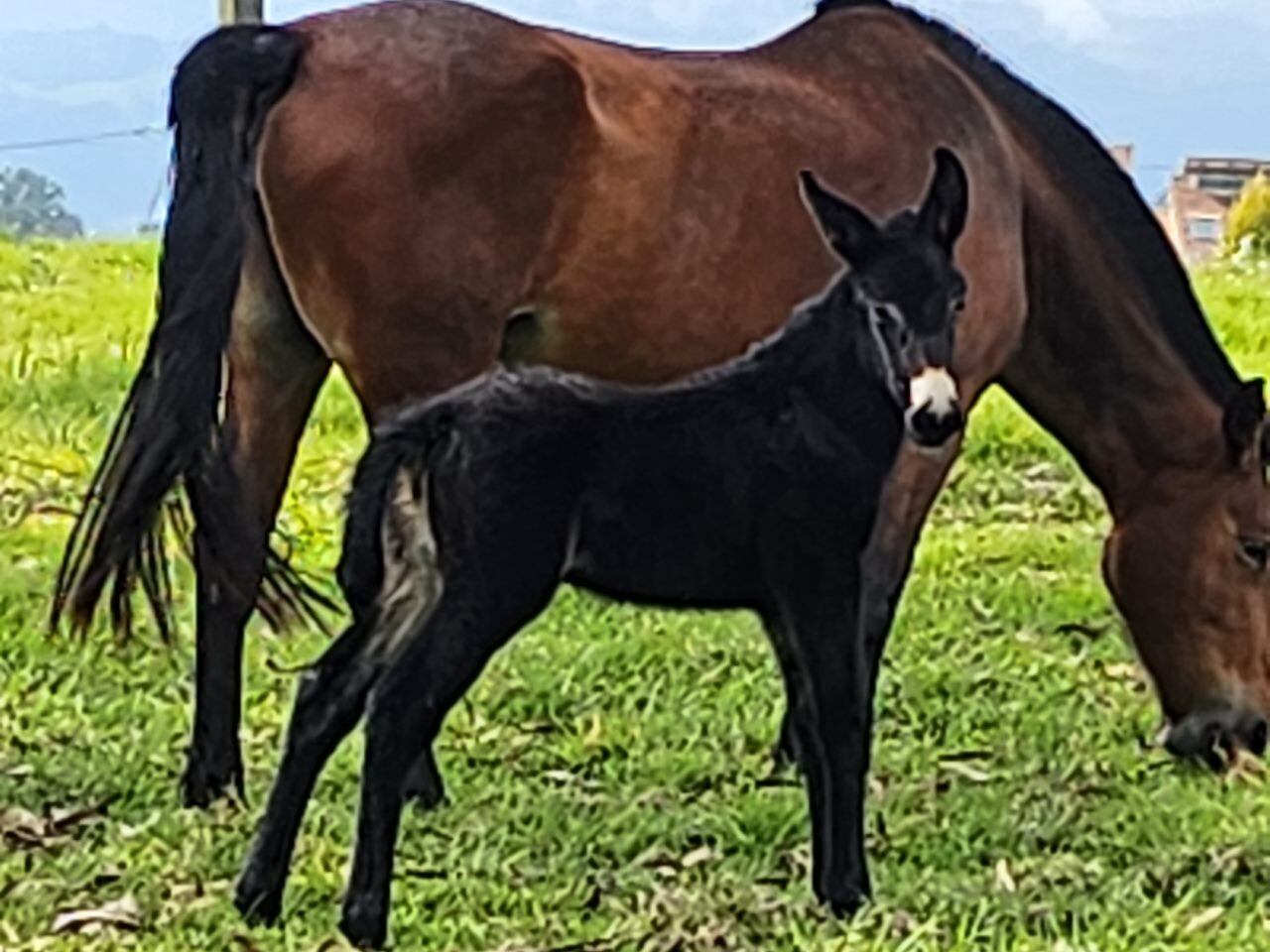 Roban caballos en finca de Cundinamarca