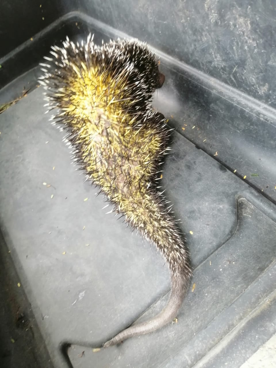 Los uniformados llegaron hasta un parque del barrio Villa Marina y se encontraron con este ejemplar herido