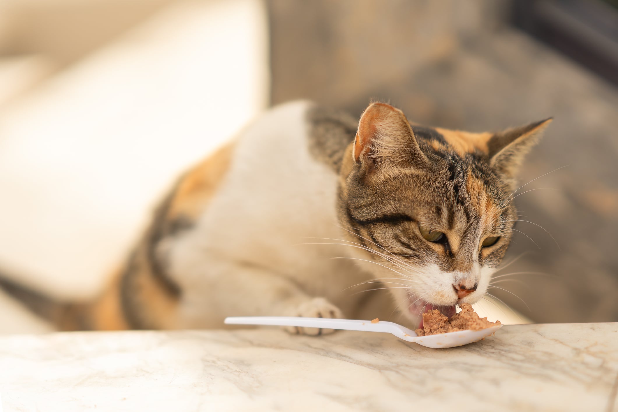 Los gatos pueden consumir algunas comidas humanas, pero se deben tomar precauciones.