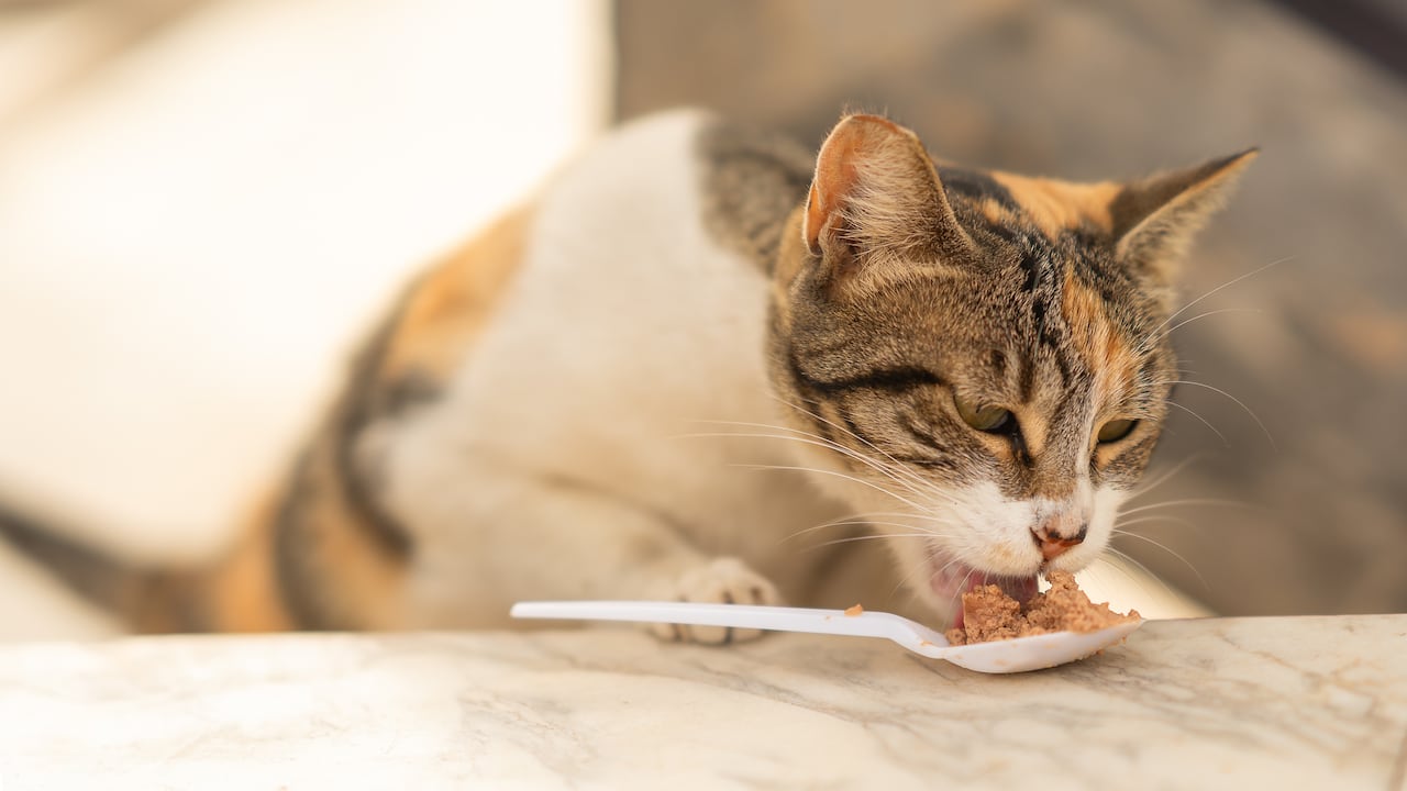 Los gatos pueden consumir algunas comidas humanas, pero se deben tomar precauciones.