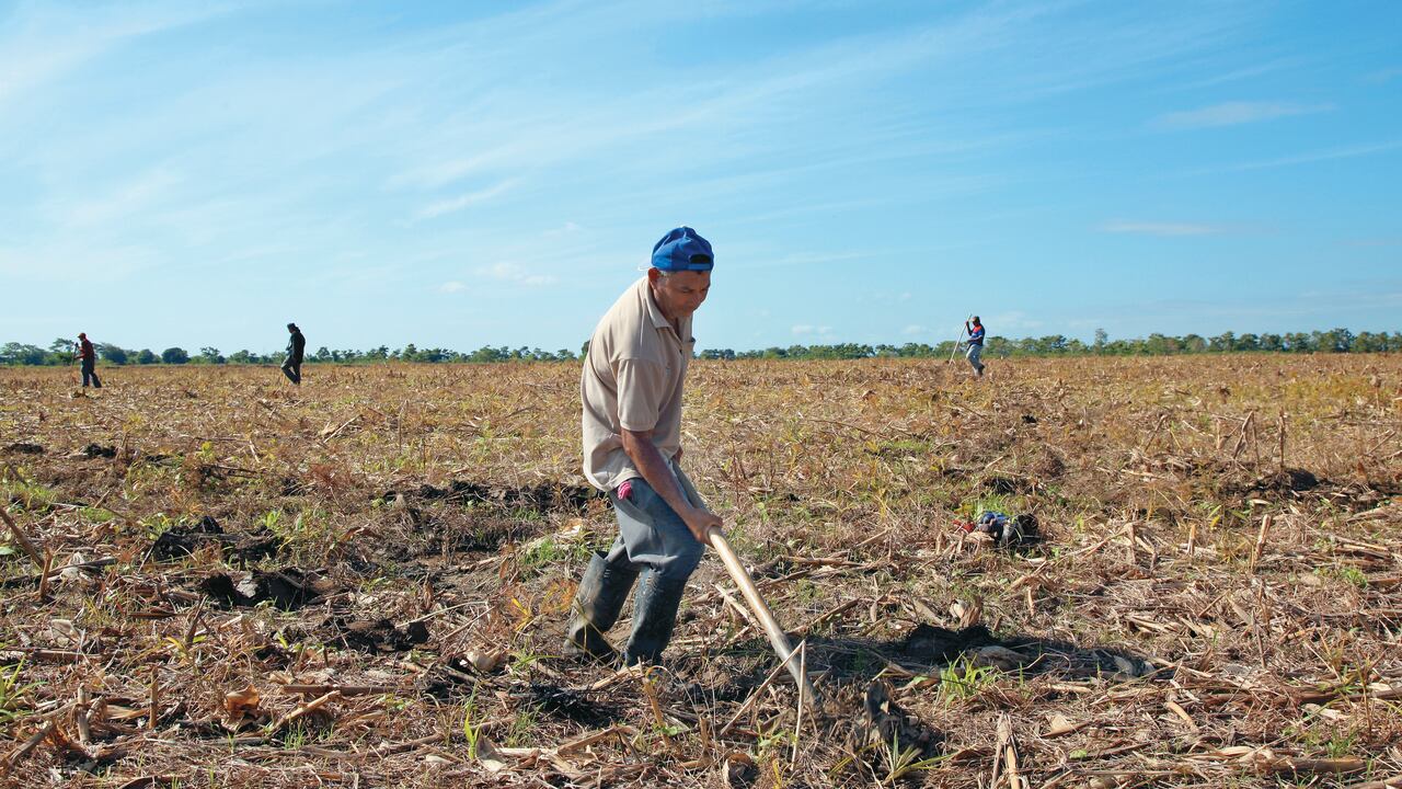 Cultivos Montería