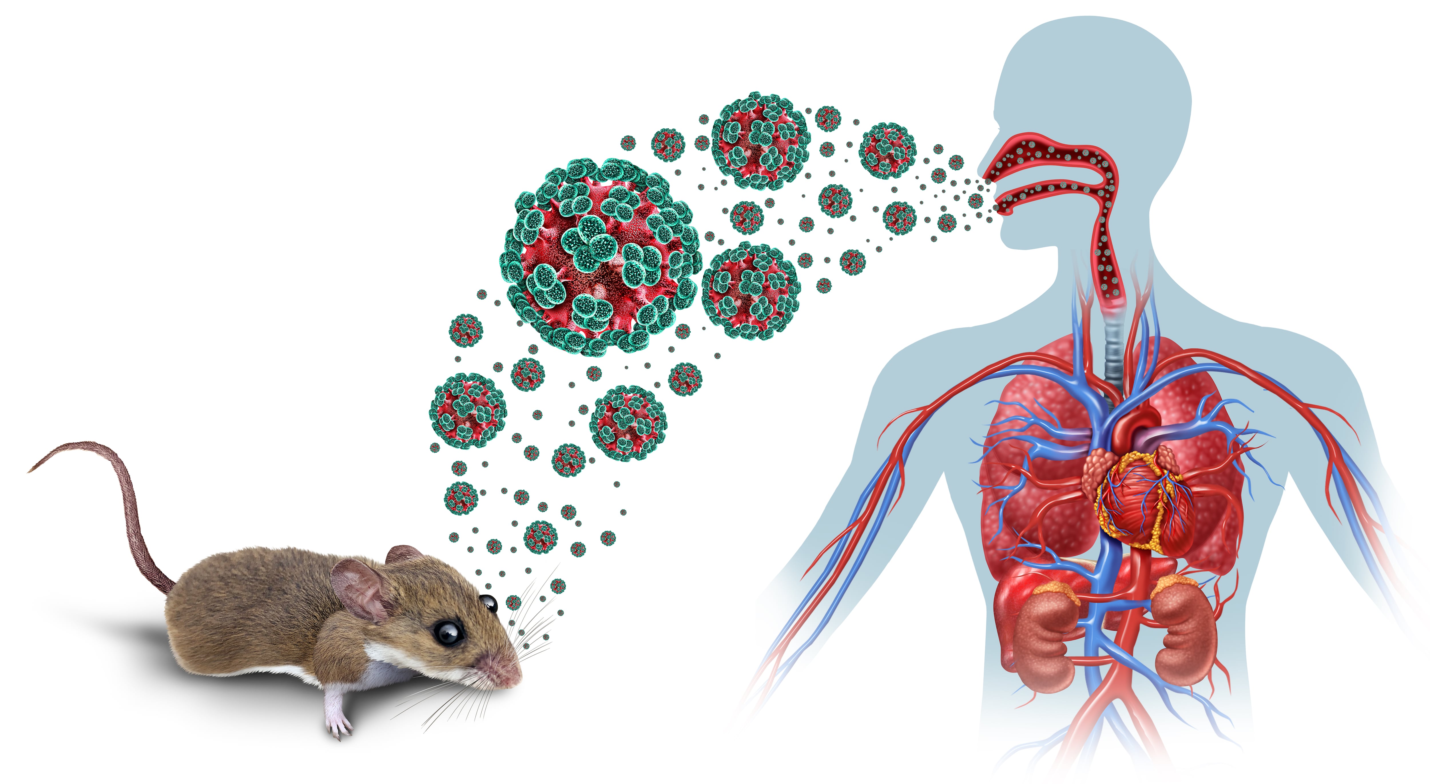 Hantavirus 2026:casos y zonas bajo vigilancia epidemiológica.