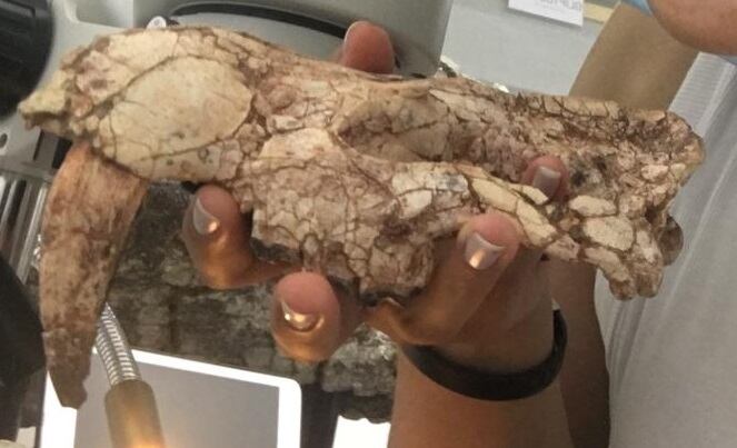 Mandíbula del marsupial dientes de sable