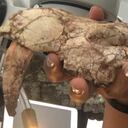 Mandíbula del marsupial dientes de sable