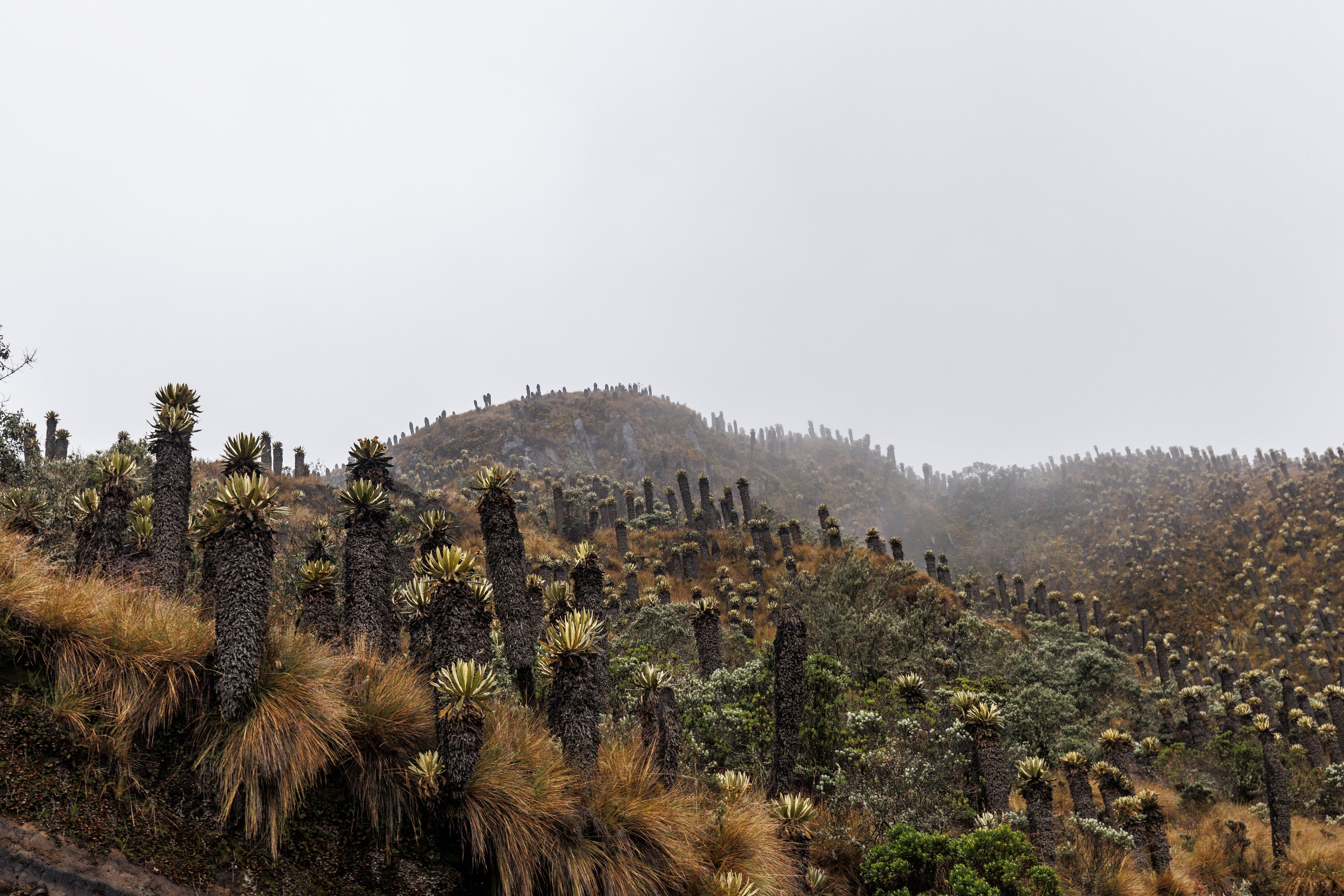 Parque Nacional de los Nevados.