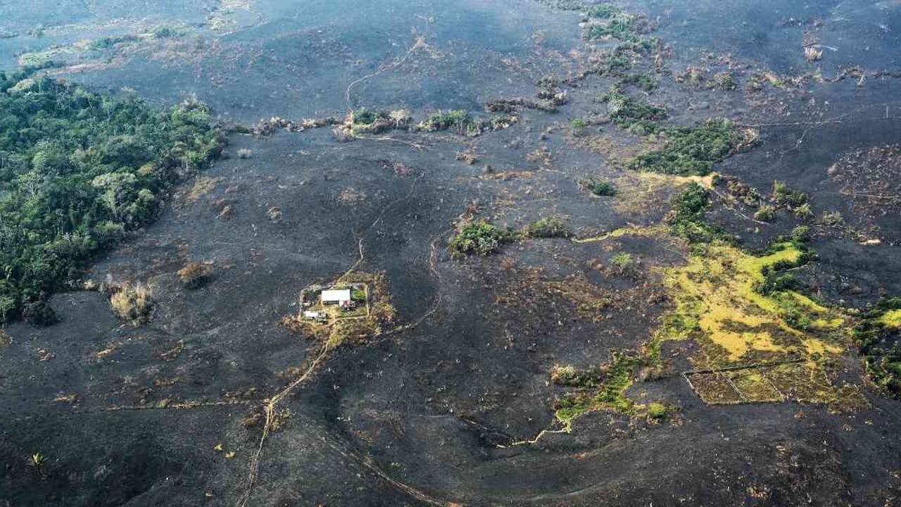 Actividades económicas son grandes responsables de la deforestación en la Amazonia. Foto: Fundación para la Conservación y el Desarrollo Sostenible (FCDS).
