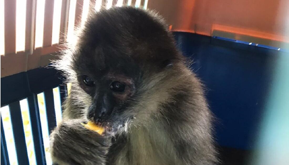 Mono araña hallado en isla Santa Catalina