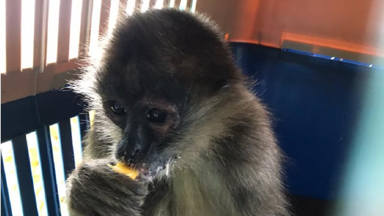 En total, 27 monos recibieron la vacuna de la eutanasia el 2 de febrero de 2019 en el centro de investigación de la Nasa en Silicon Valley.