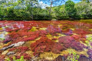Caño Cristales