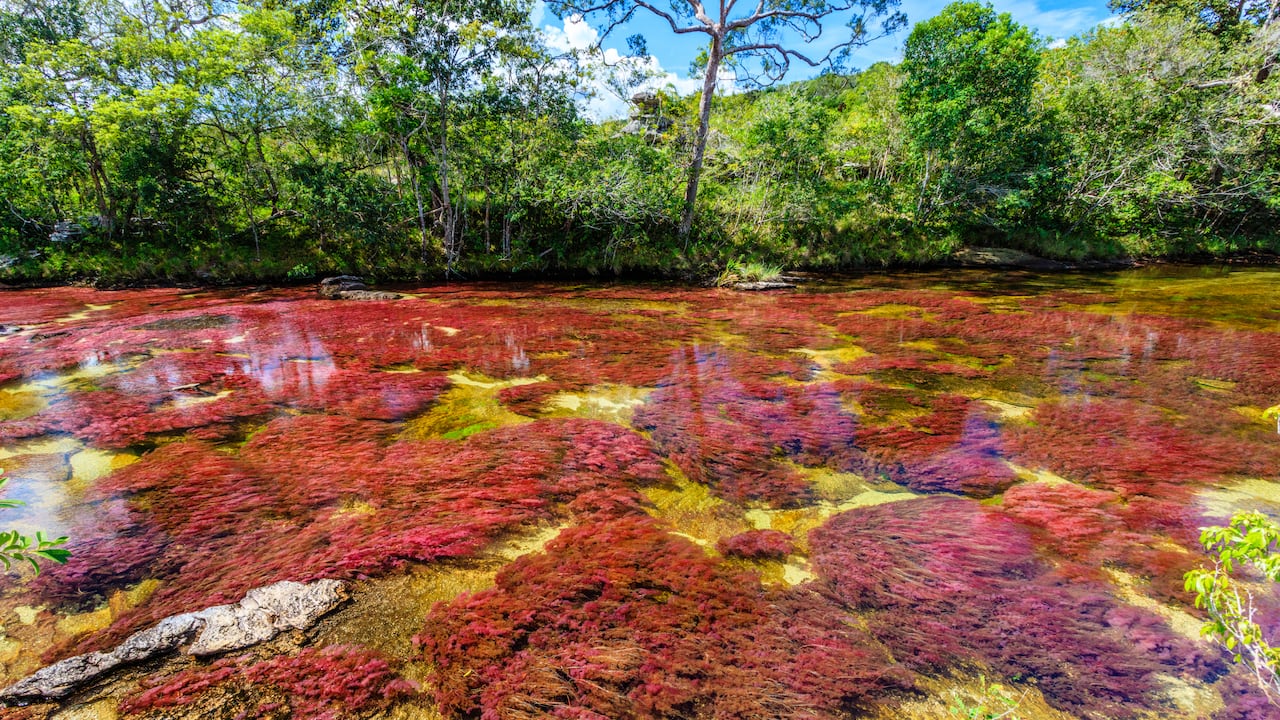 Caño Cristales es uno de los destinos imperdibles en el departamento del Meta.