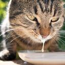 gato tomando leche