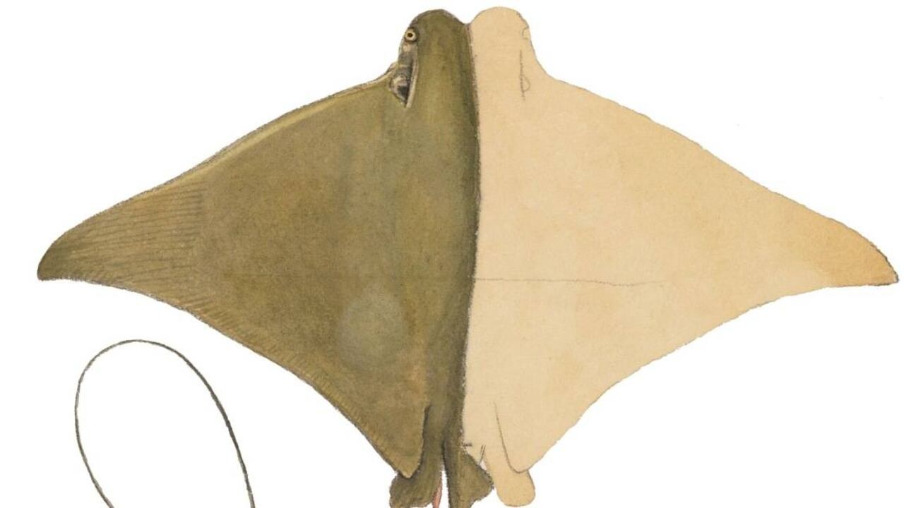 Esta especie de raya: la rayo con nariz de vaca brasileña, viajó 400 kilómetros desde el sur del continente hasta el Golfo de México por primera vez. Foto: Jacques Burkhardt