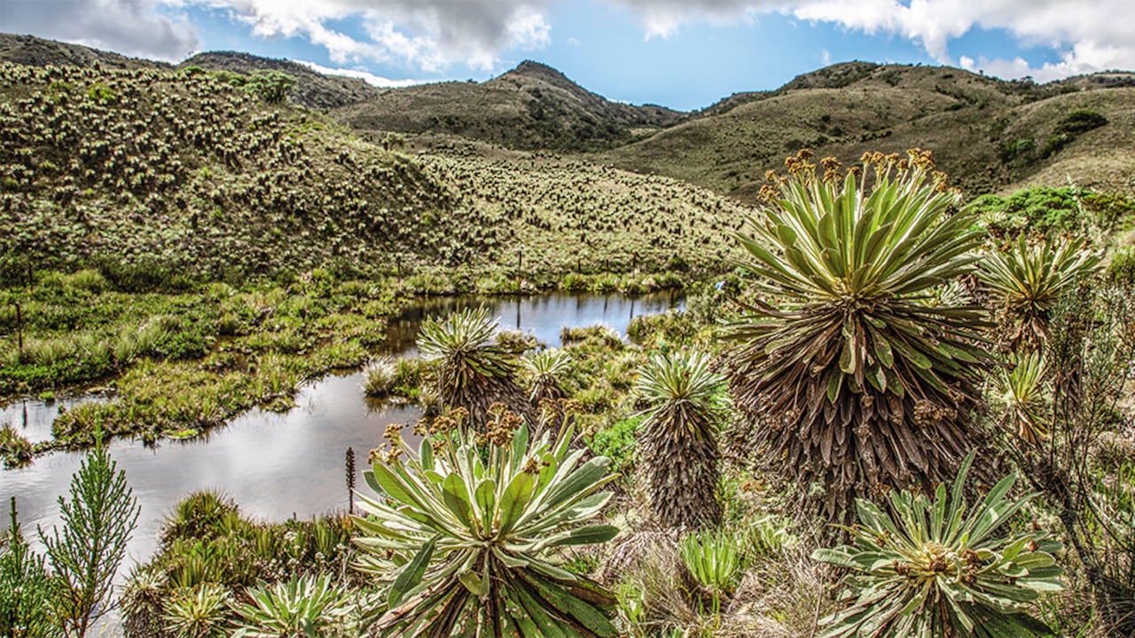 Espeletia, cuyos miembros son conocidos comúnmente como frailejones, es un género de plantas de la familia Asteraceae.