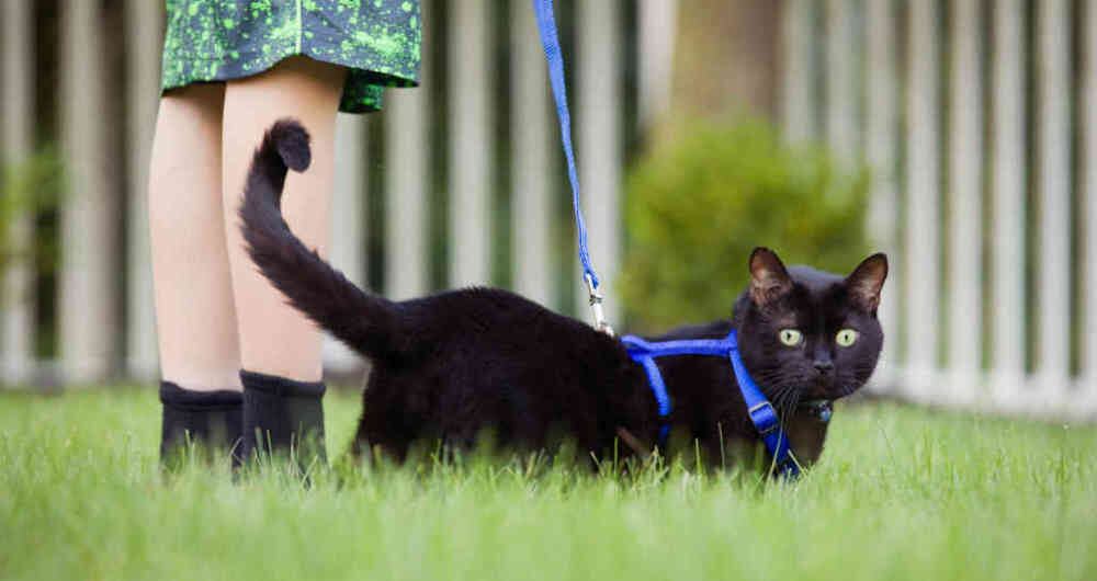 Revelan que caso de rabia humana en Neiva provino de un murciélago