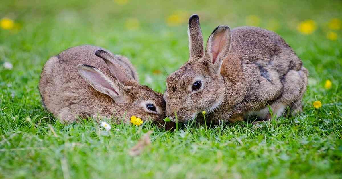 ¿Cómo identificar si una marca testea en animales?
