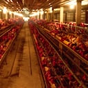 Chicken farm. Egg-laying chicken in battery cages. Commercial hens poultry farming. Layer hens livestock farm. Intensive poultry farming in close systems. Egg production. Chicken feed for laying hens.