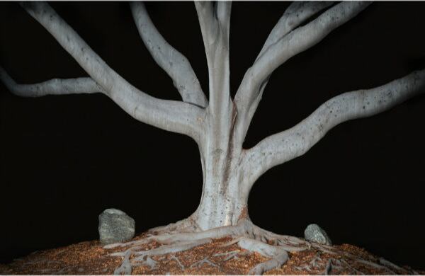 Estas fotografías representan los árboles reales utilizados en los ataques, pero también a los hispanos, nativos americanos y chinos que fueron linchados en California. También simbolizan una historia que, o bien no había sido registrada o había sido negada o simplemente se borró de la memoria nacional de EE.UU.