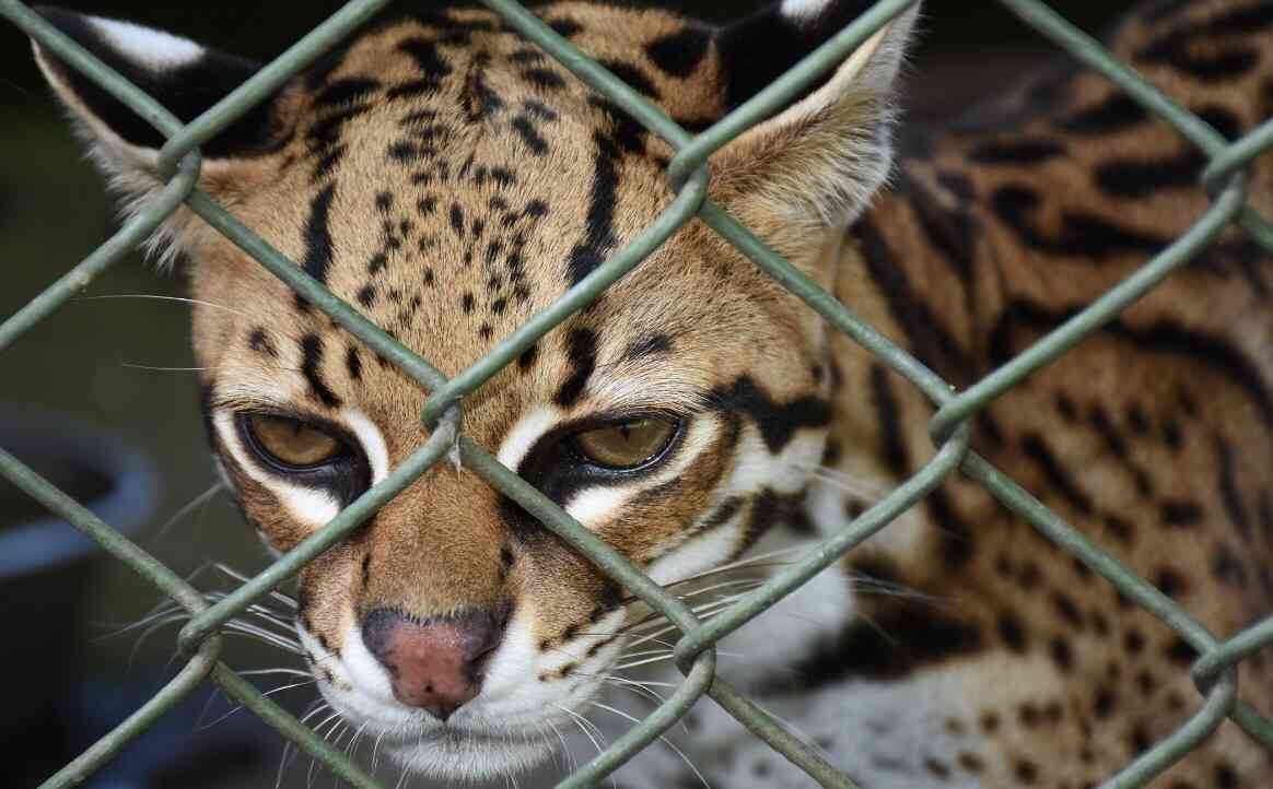 En lo corrido del año, 12.659 ejemplares de fauna silvestre han sido devueltos a su hábitat natural.