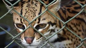 En lo corrido del año, 12.659 ejemplares de fauna silvestre han sido devueltos a su hábitat natural.