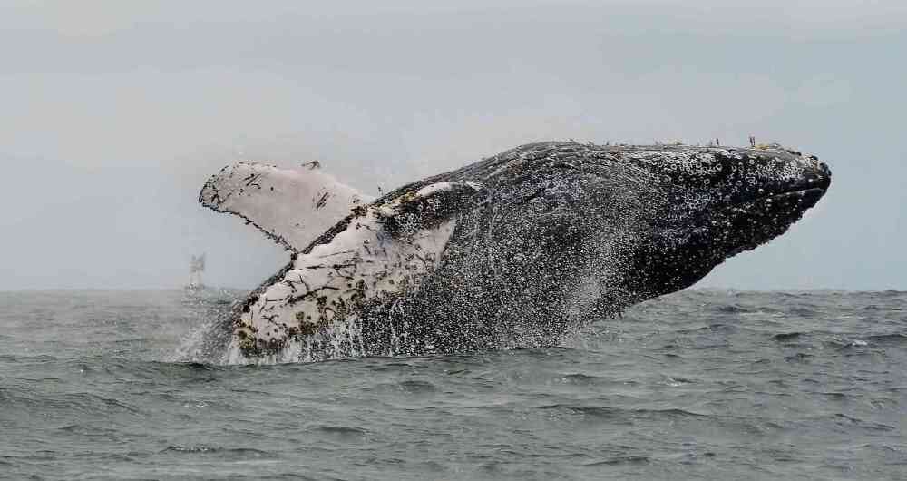 Ballenas jorobadas.