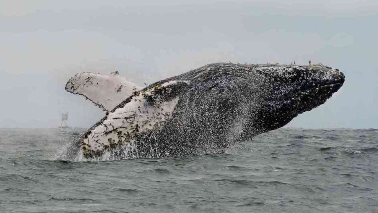 Ballena jorobada. Foto: Corporación Autónoma Regional del Valle del Cauca, CVC