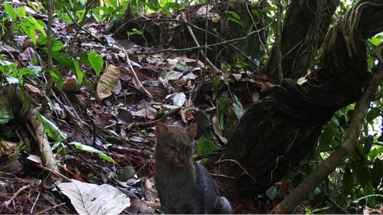 El yaguardundí es una de las seis especies de felinos que habitan Colombia. Foto: PNN.