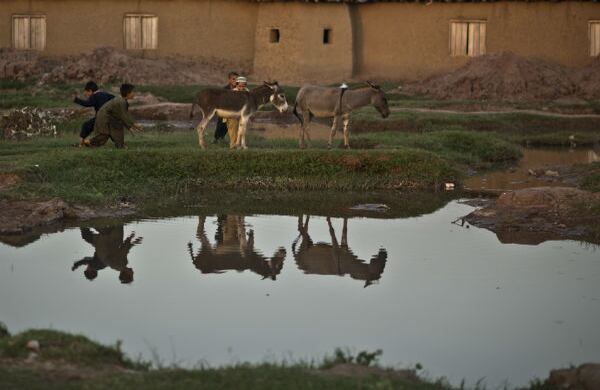Niños afganos refugiados intentan conseguir burros donde transportarse, cerca de una mezquita en las afueras de Islamabad, Pakistán. (AP) 