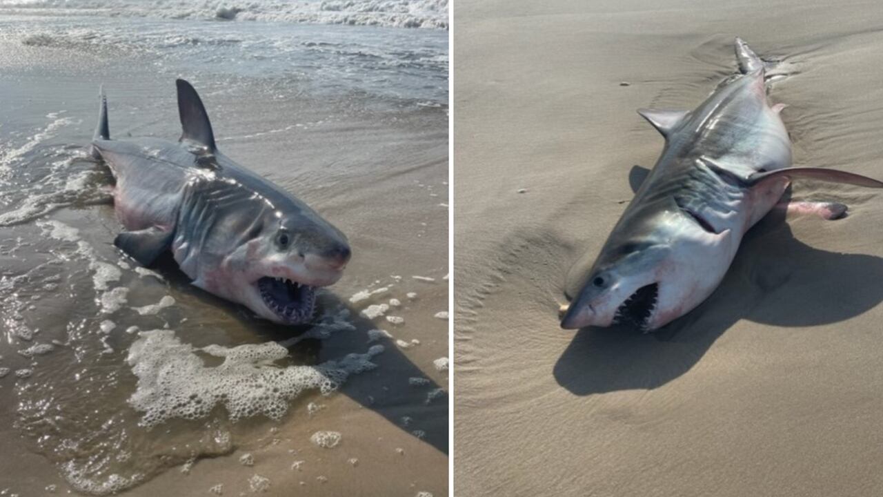 El cuerpo de un tiburón blanco llegó hasta la costa, sin embargo, el oleaje lo regresó al océano.