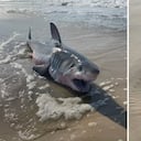 El cuerpo de un tiburón blanco llegó hasta la costa, sin embargo, el oleaje lo regresó al océano.