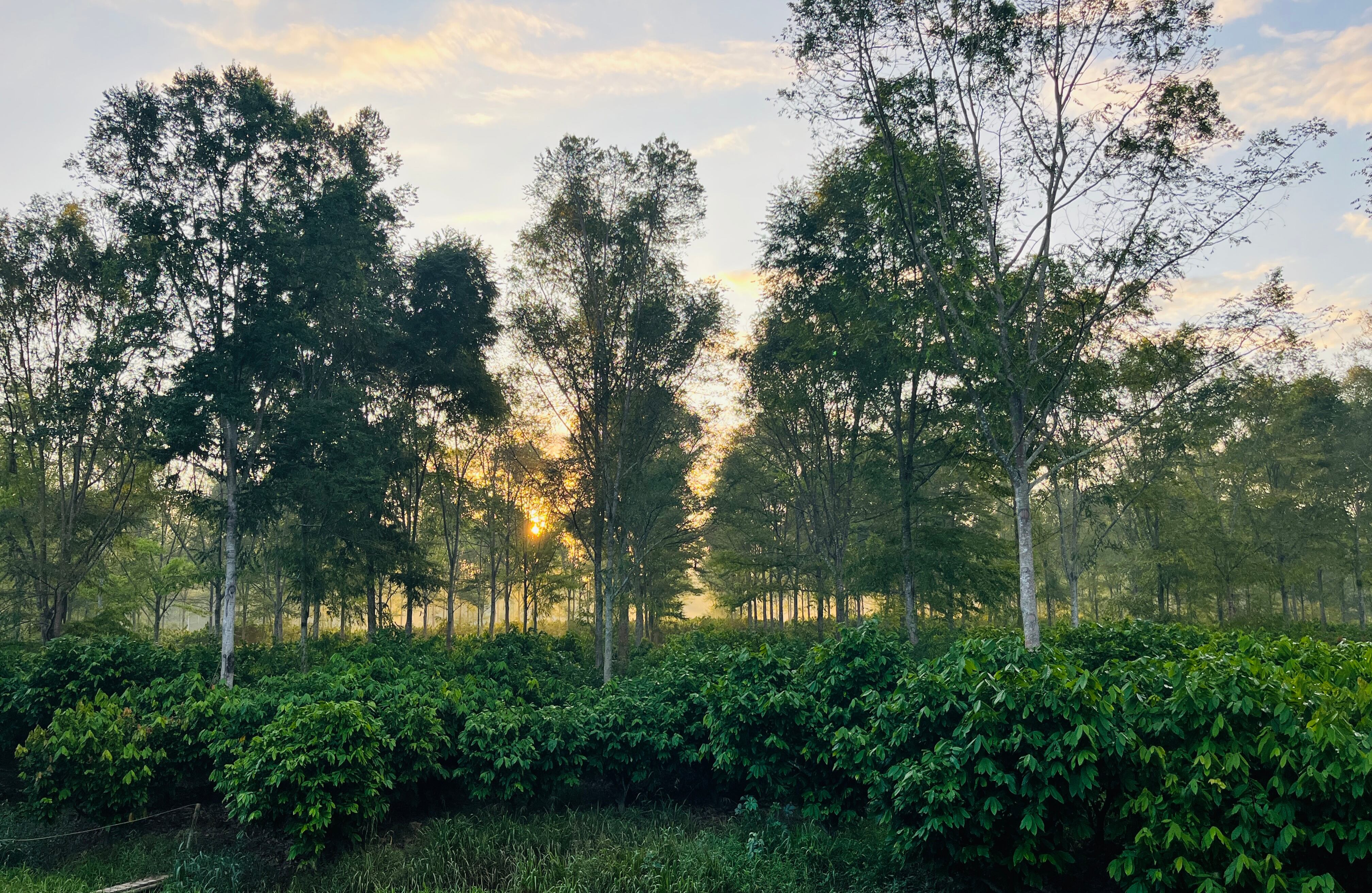 Cordillera - Especial Cacao