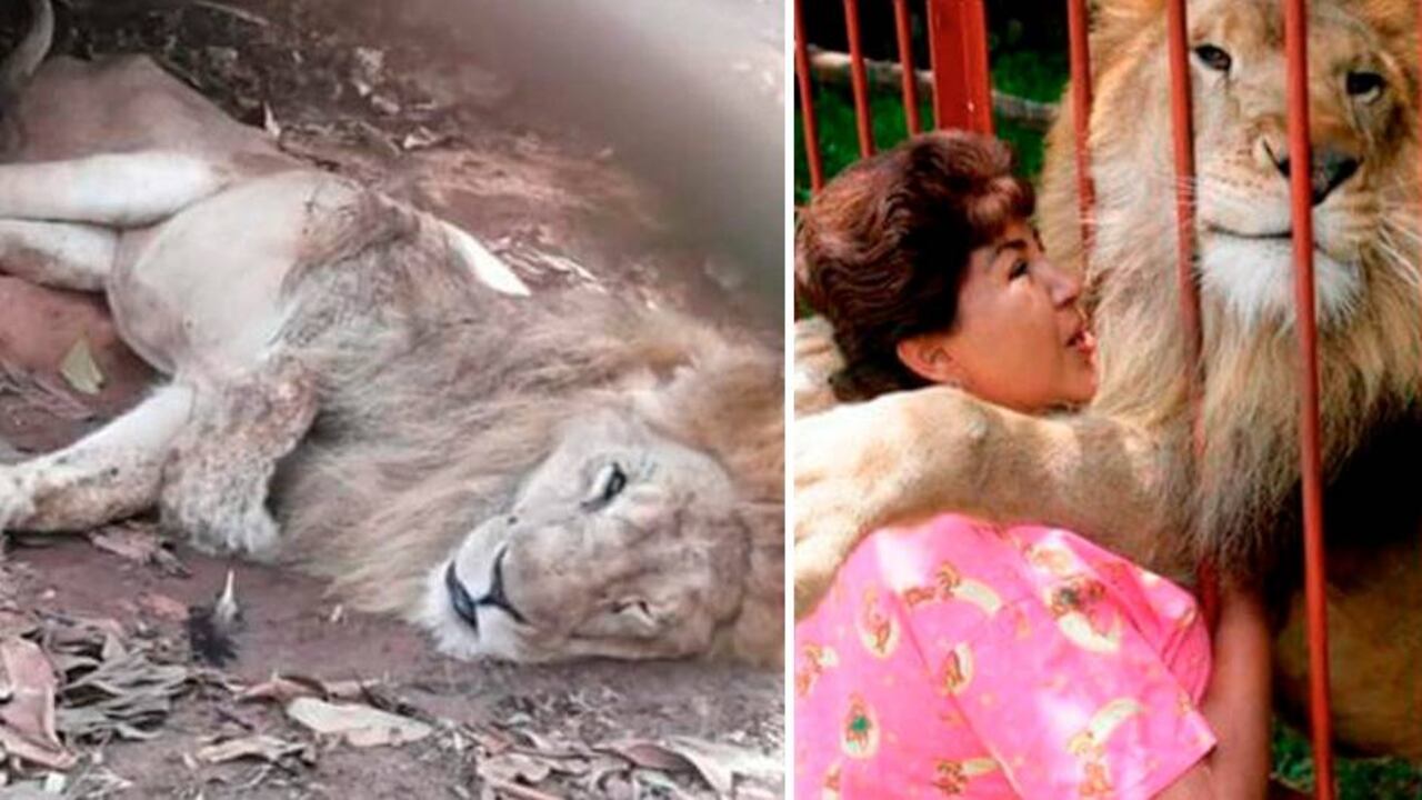 El pasado 16 de julio los dos equipos de especialistas de la Fiscalía, que estudiaban el cuerpo del felino, concluyeron que el animal murió por un fallo multisistémico provocado por una cardiopatía, una enfermedad renal crónica y un cáncer multicéntrico con daño hepático crónico