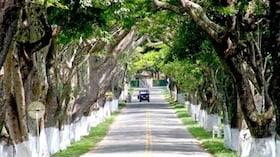 El Túnel de los Samanes de Viterbo, Caldas.