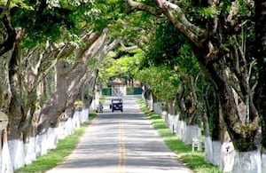 El Túnel de los Samanes de Viterbo, Caldas.