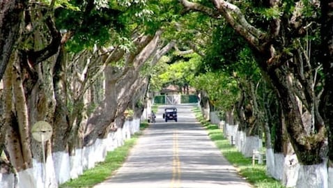 El Túnel de los Samanes de Viterbo, Caldas.