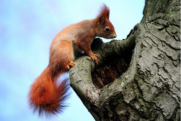 Consejos para ahuyentar las ardillas de su casa. Foto  (AP)