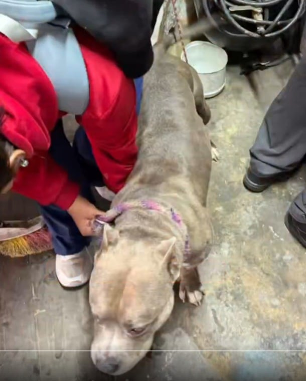 Tras concepto médico desfavorable, entregan a una canina desatendida a las autoridades de Bogotá.