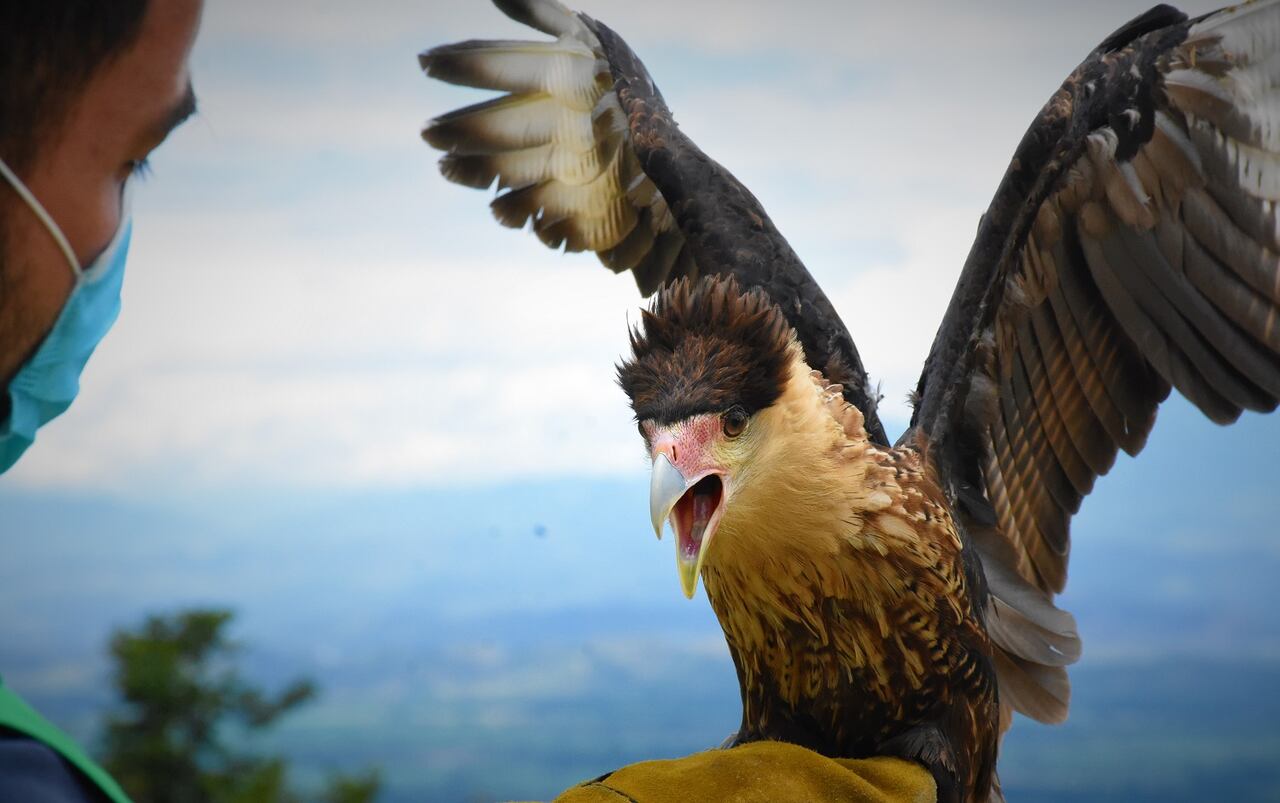 Caracara liberado en Huila