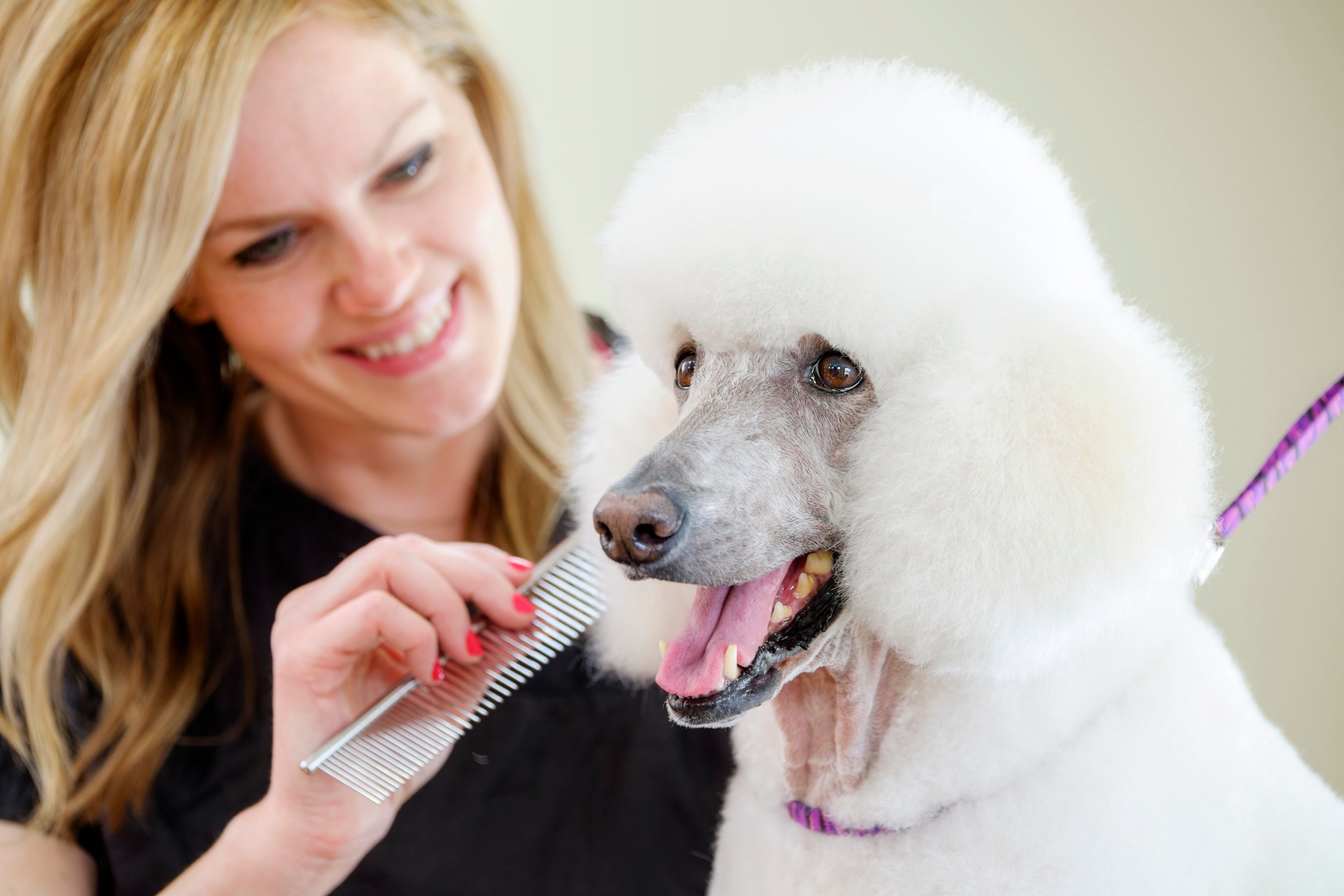 Los perros necesitan de un maño mensual en la peluquería, si es posible.