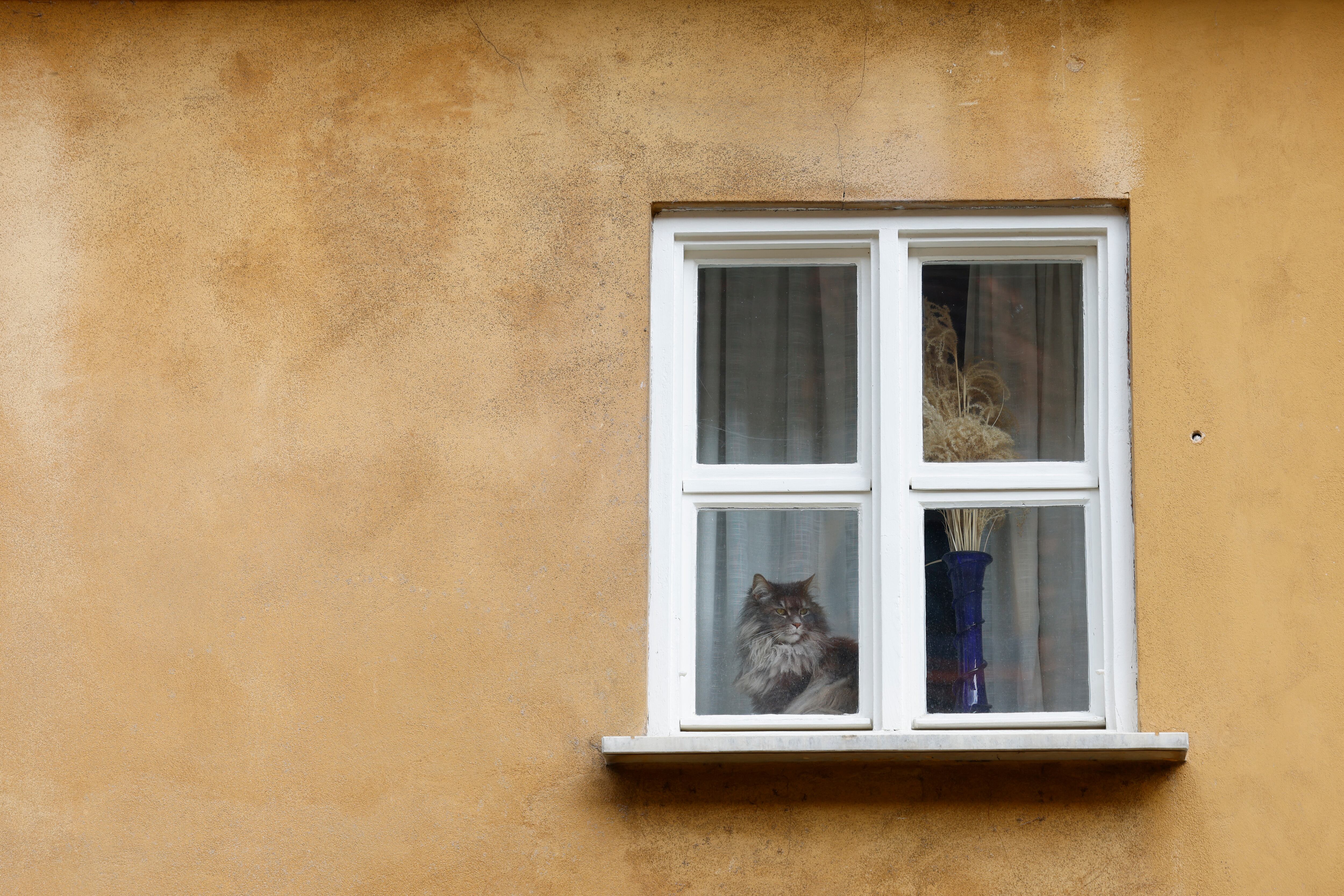Un minino ventanero en la Fuggerei, en Augsburgo, Alemania. Fundada en 1521 por el acaudalado empresario Jakob Fugger, se cree que es la vivienda social más antigua del mundo.  Foto: Michaela STACHE / AFP.