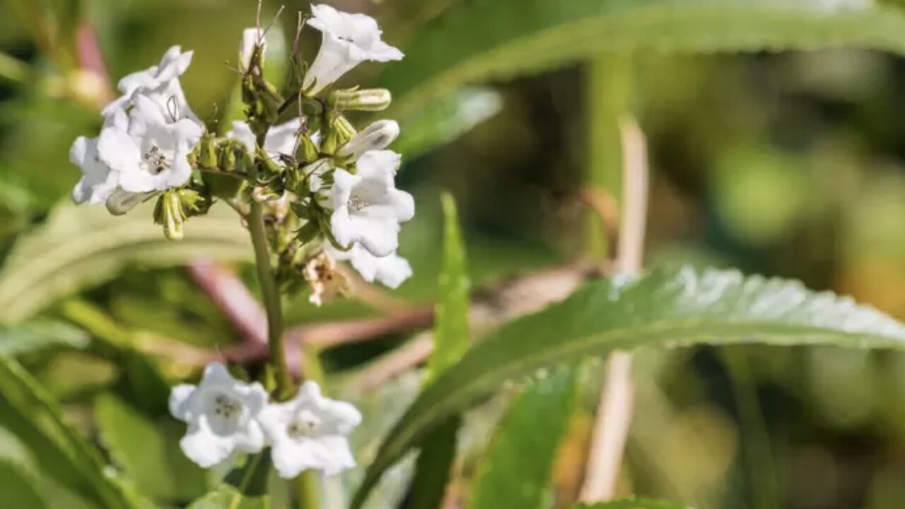 La Eriodictyon californicum o hierba santa, podría estar previniendo e invirtiendo los efectos del Alzheimer