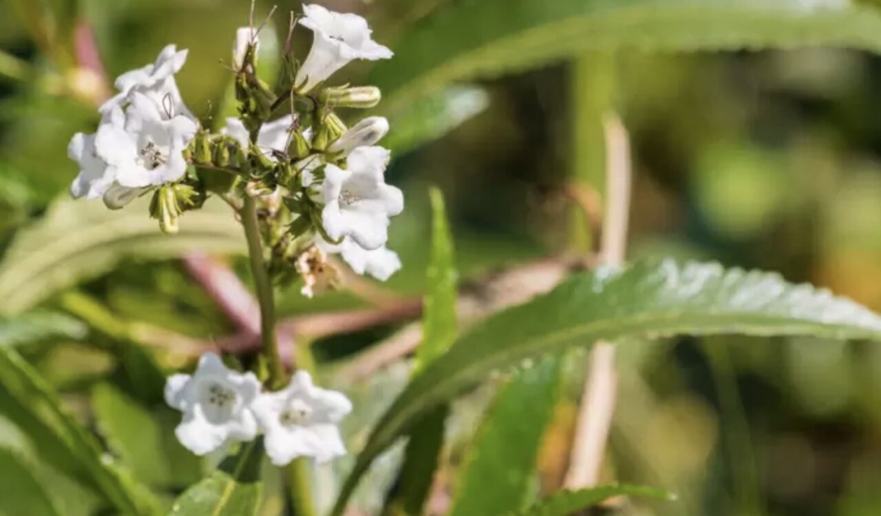La Eriodictyon californicum o hierba santa, podría estar previniendo e invirtiendo los efectos del Alzheimer