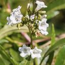 La Eriodictyon californicum o hierba santa, podría estar previniendo e invirtiendo los efectos del Alzheimer