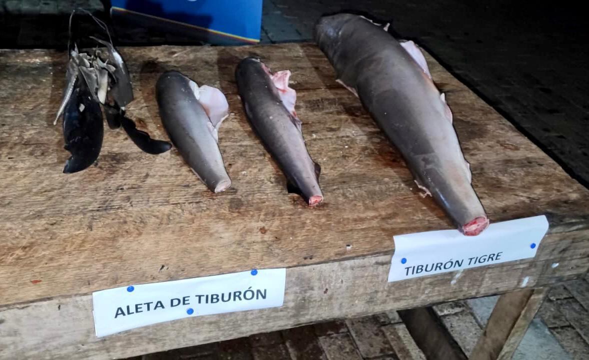 Encontraron tres especies de tiburón