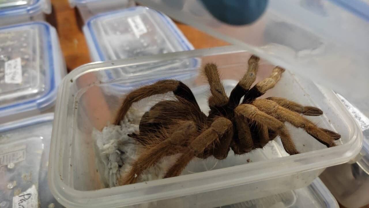 Tarántulas y cucarachas con destino a Europa fueron incautados en el aeropuerto El Dorado.
