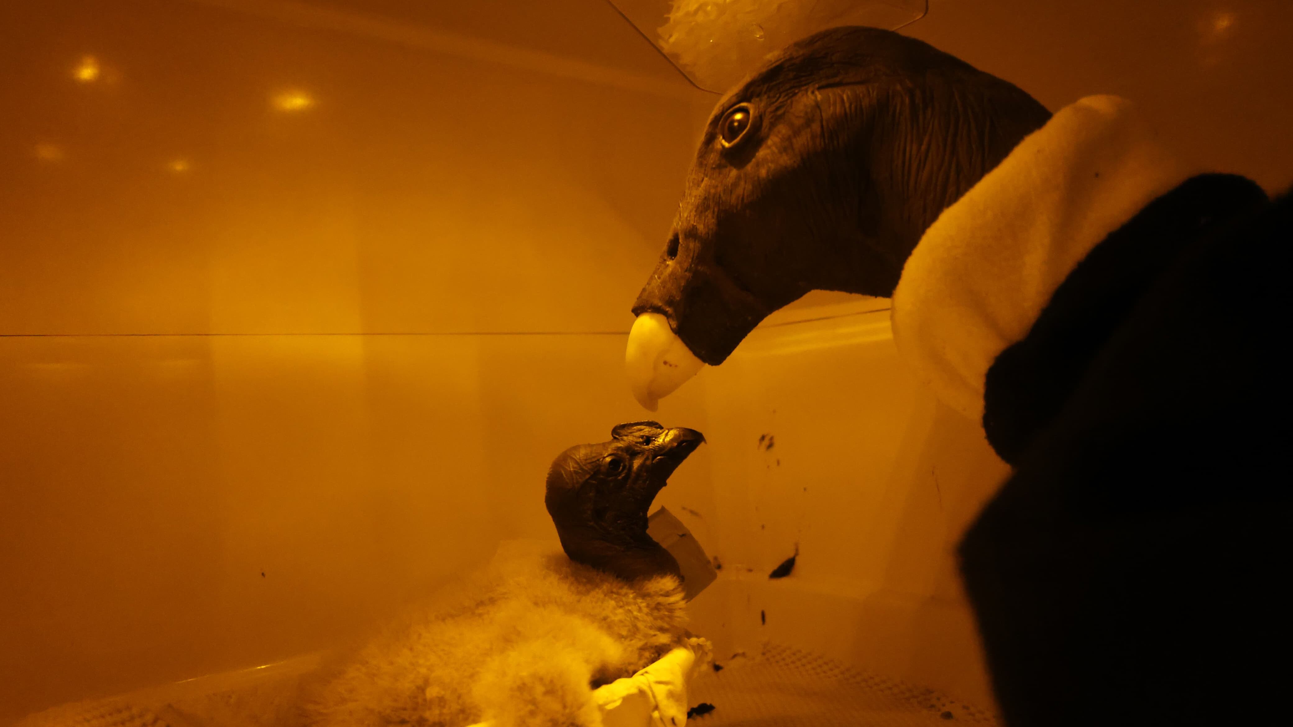 Vuela Alto Rafiki, Semana Sostenible